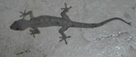 margouillat