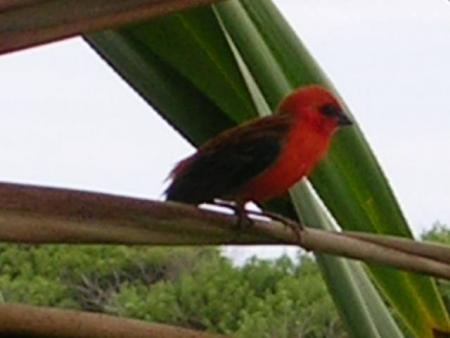 le Cardinal