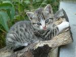 et ben chat alors?!?!