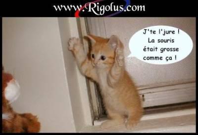 le chat!!!