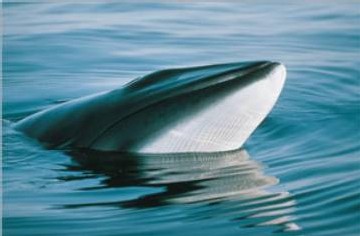 baleine