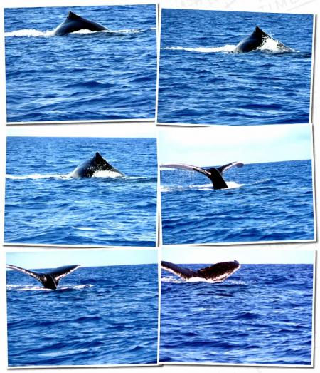 baleine